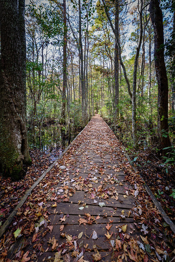 The Long Trail Photograph by Michael Scott