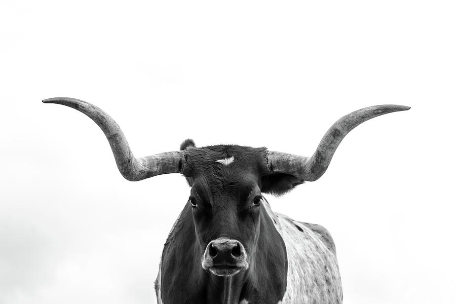 The Longhorn Black and White Photograph by Kate Wiltshire Pixels