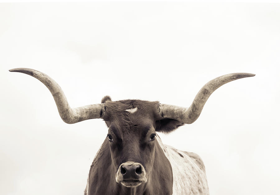 Longhorn Photograph - The Longhorn by Kate Wiltshire