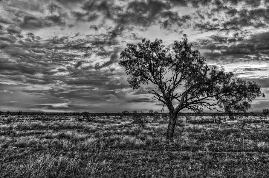 The Lonley Tree Photograph by Bo Nielsen