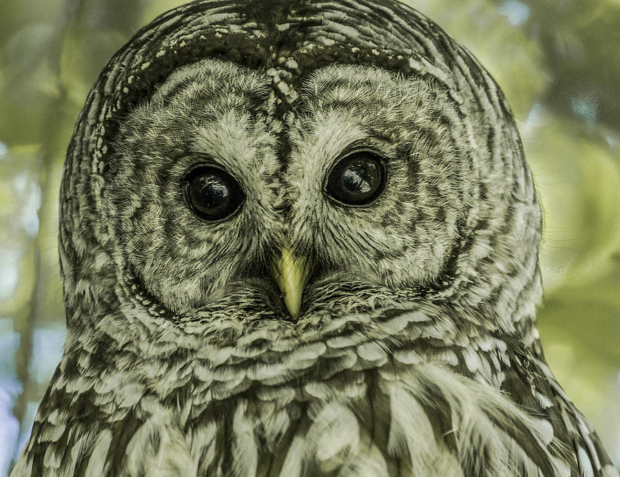 Owl Photograph - The Look by Deborah Freeman