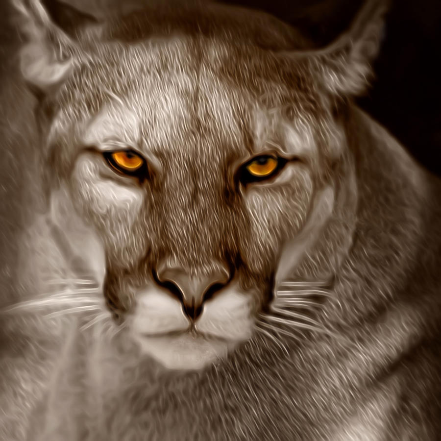 The Look - Florida Panther Photograph by Mitch Spence