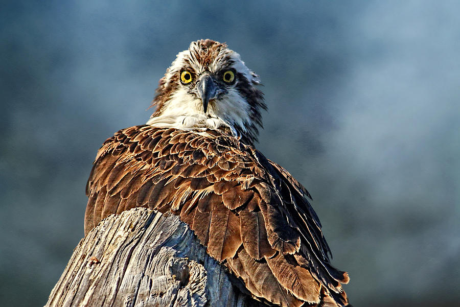 osprey bird florida