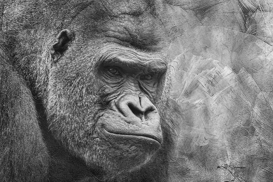 The Look by Jeff Swanson The Look by Jeff Swanson