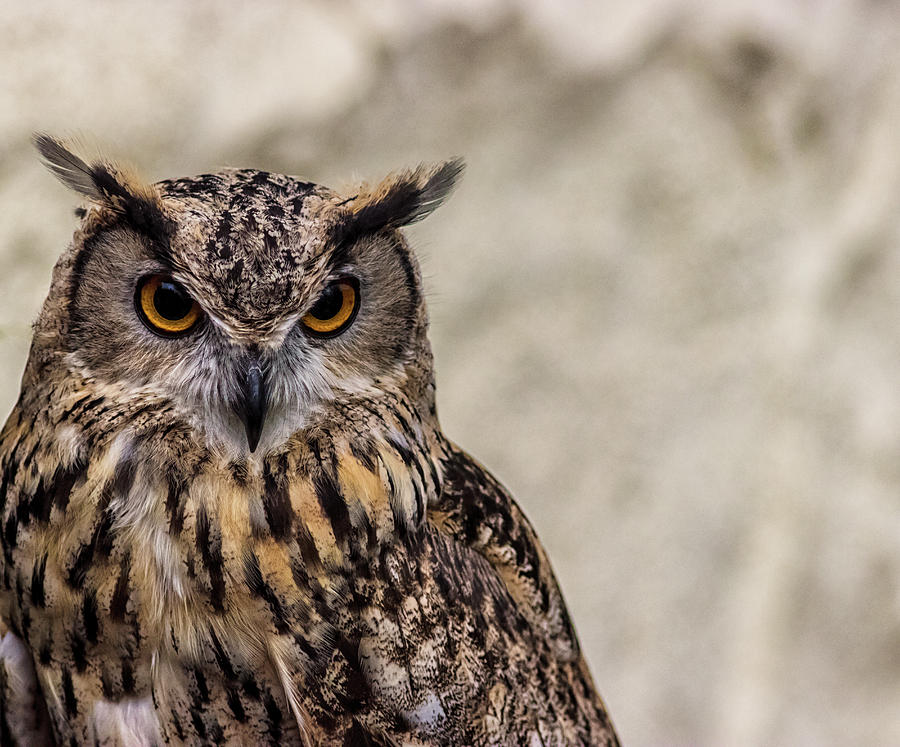 The Look of an Owl Photograph by Martin Newman