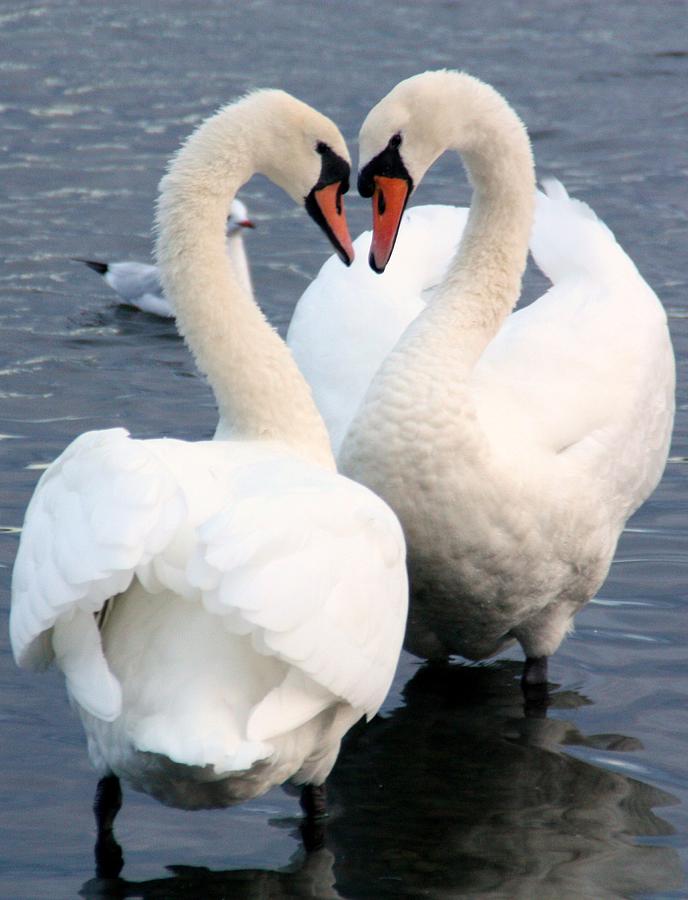 Swan Photograph - The Look of Love by Martina Fagan