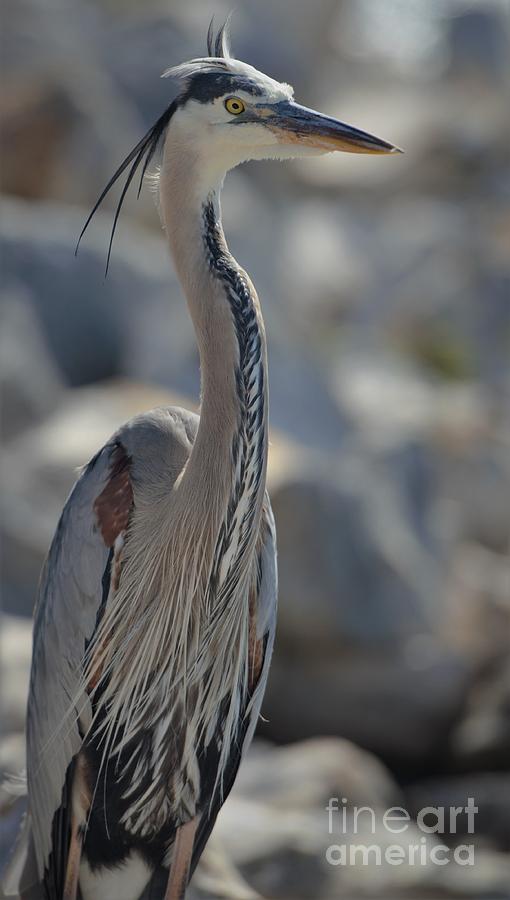 Heron Photograph - The Lookout by Pamela Blizzard