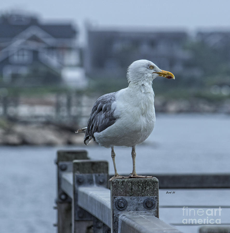 The Lookout Sea Bird Photograph by Roberta Byram