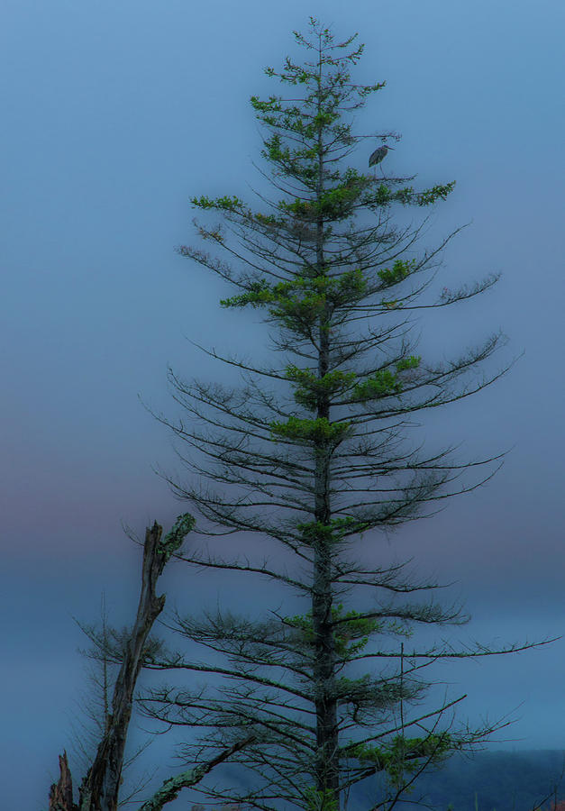 The Lookout Tree Photograph by Jason Funk