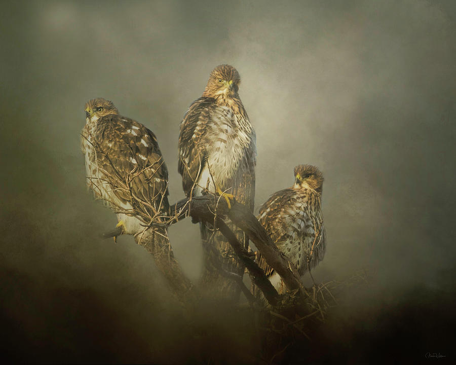 Hawk Digital Art - The Lookouts by Nicole Wilde