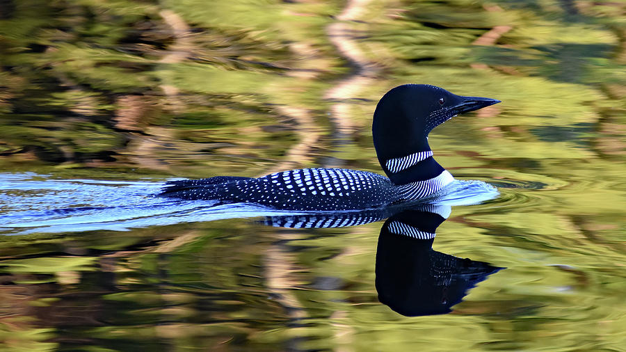The Loon by Ann Keisling The Loon by Ann Keisling