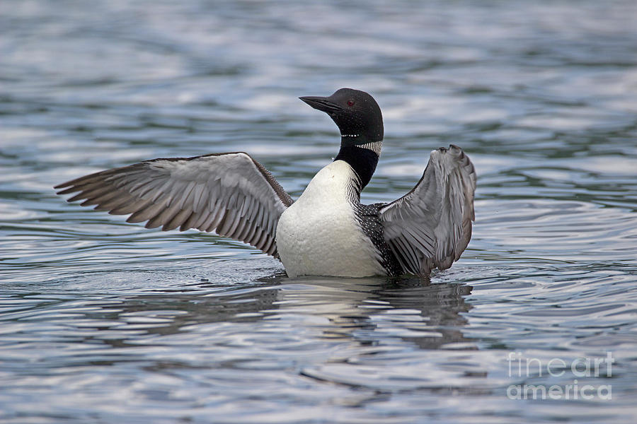 Wildlife Photograph - The Loon Dance by Spencer Bush