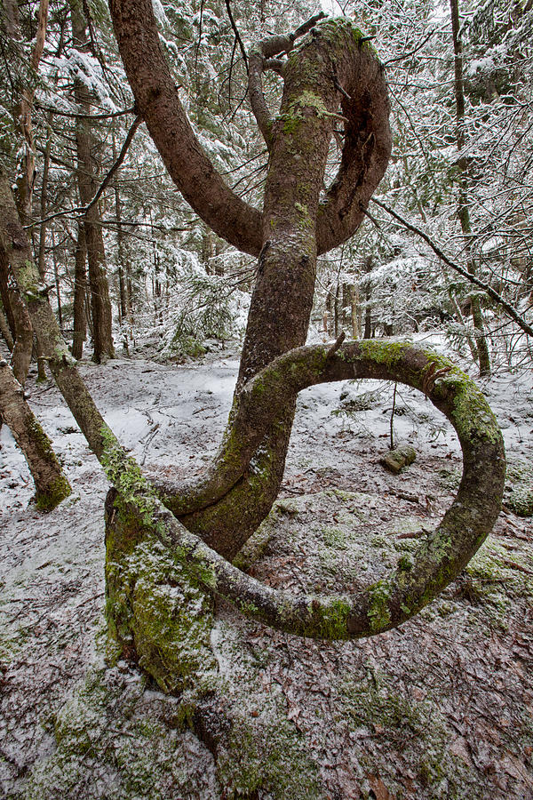 The Loopy Tree Photograph by Irwin Barrett