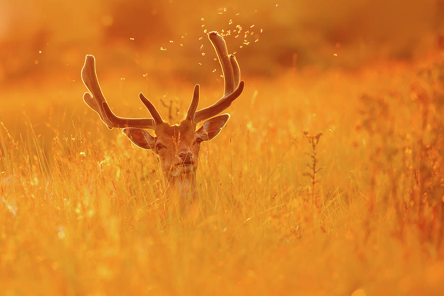 Snow Deer by Roeselien Raimond