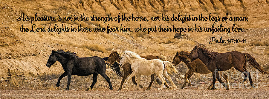 Horse Photograph - The Lords Delight by Priscilla Burgers
