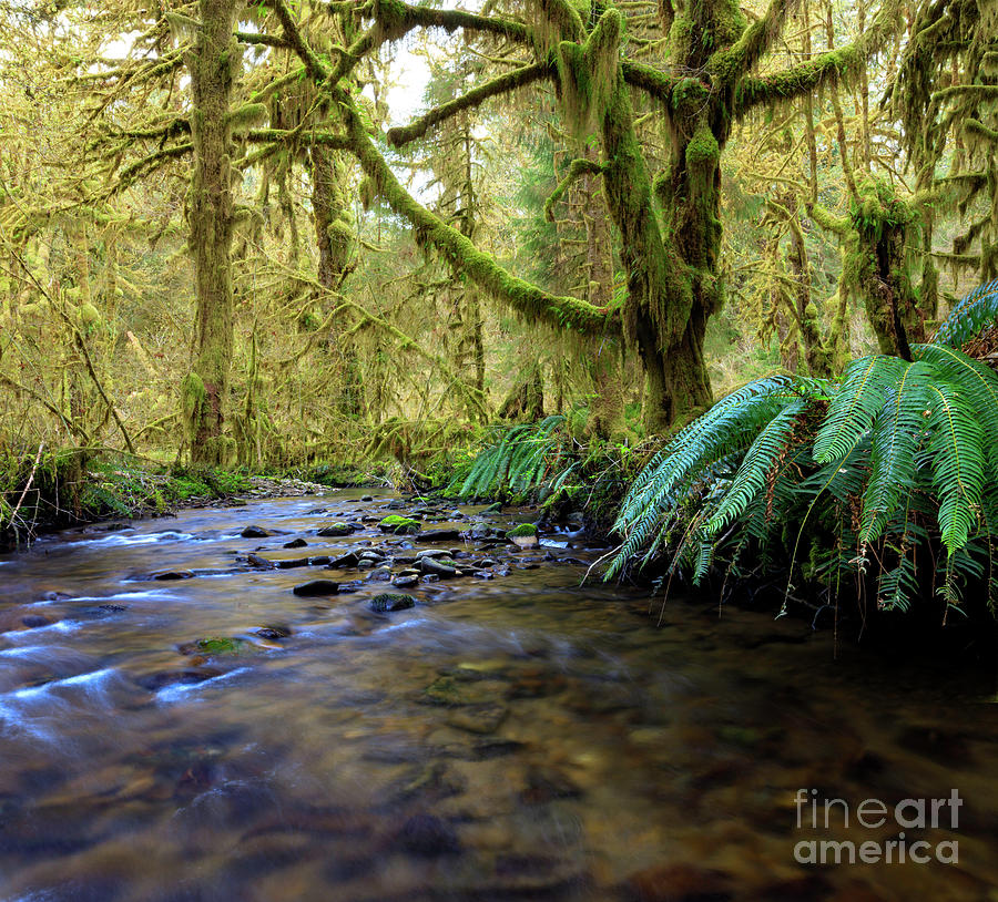 The Lost River Photograph By Jeff Mcgraw - Fine Art America