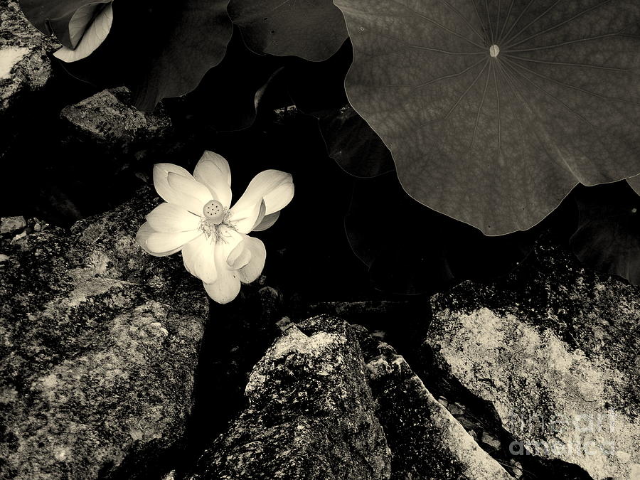 The Lotus 2 Photograph by Nancy Kane Chapman