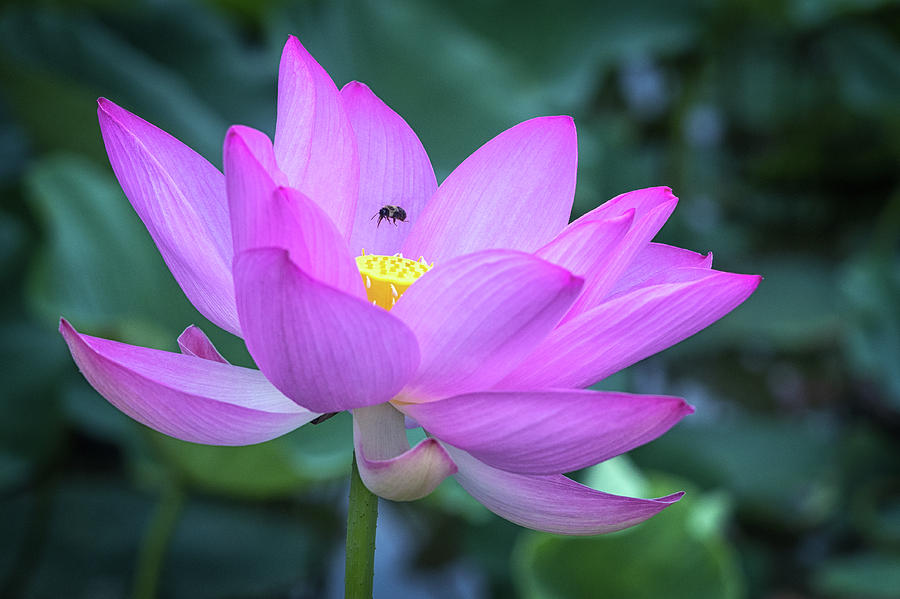 The Lotus and the Bee Photograph by Cindy Lark Hartman
