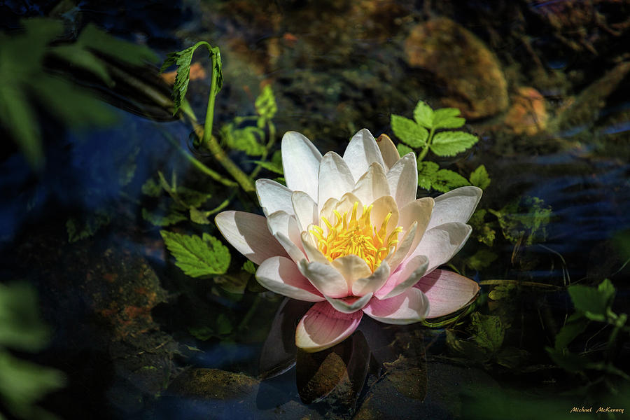 The Lotus Flower Photograph by Michael McKenney