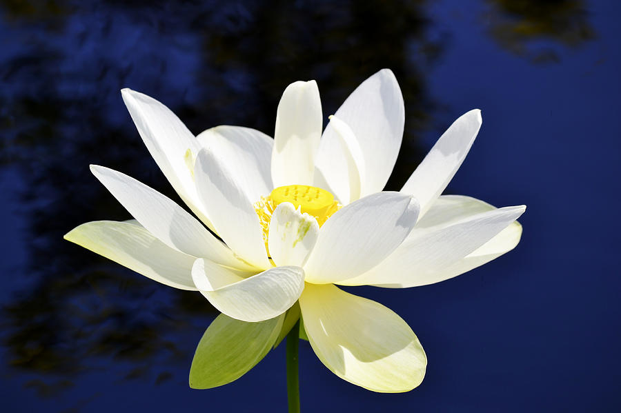 The Lotus  Photograph by Melanie Moraga