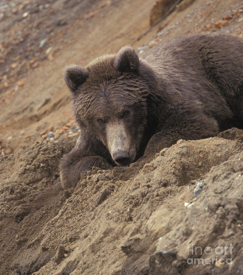 Rest Photograph - The Lounging Bear by Tim Grams