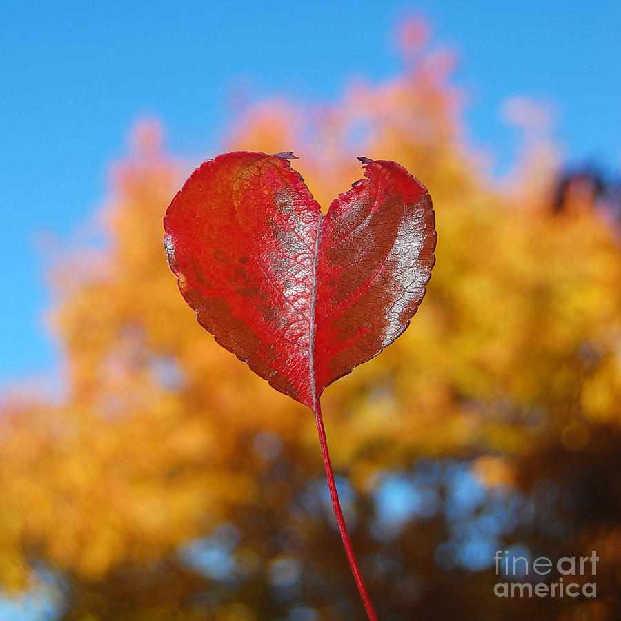 The Love of Fall Photograph by Debra Thompson