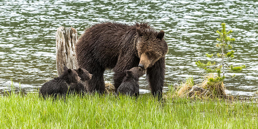 The Love Of Mama Bear Photograph by Yeates Photography