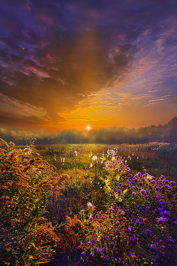 Flower Photograph - The Love That Lights My Way by Phil Koch