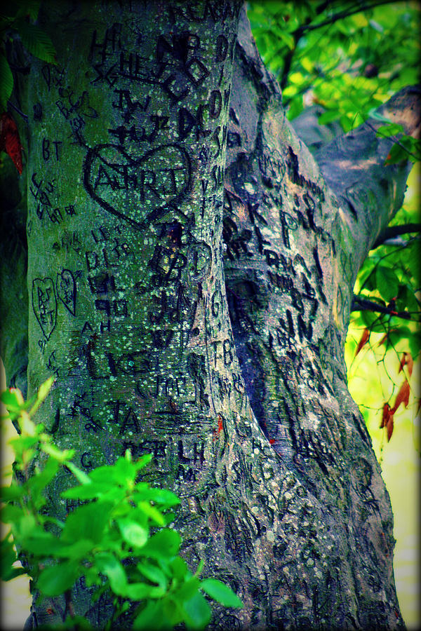 The Love Tree Photograph by Susie Weaver