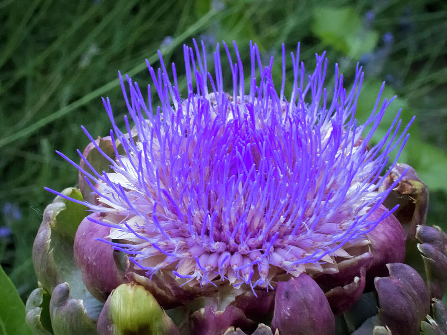 The Loveliness of an Artichoke Photograph by Mary Lee Dereske
