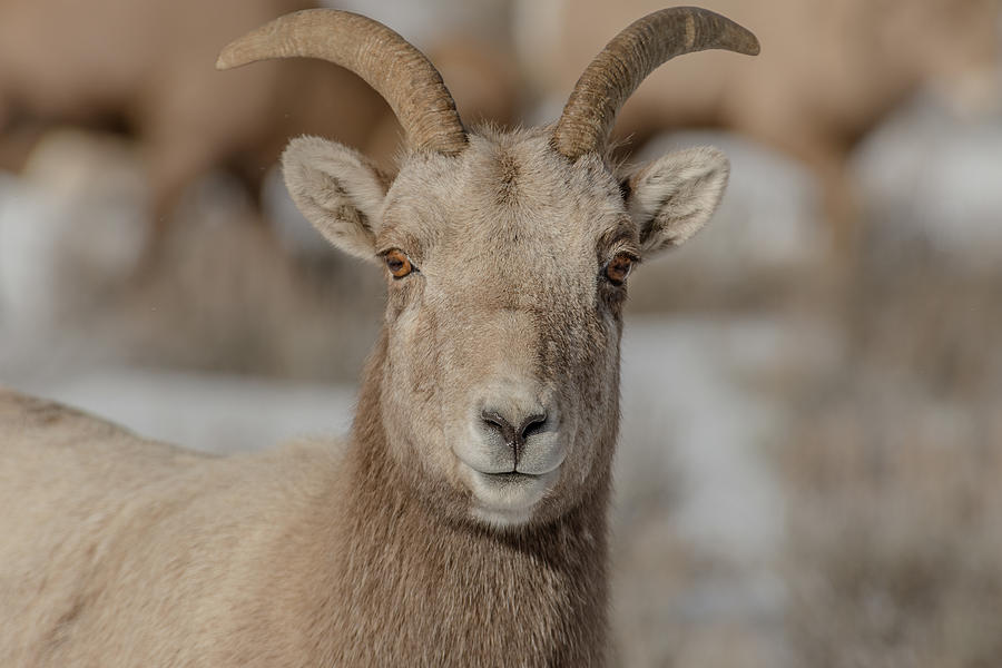 The Lovely Ewe Photograph by Yeates Photography