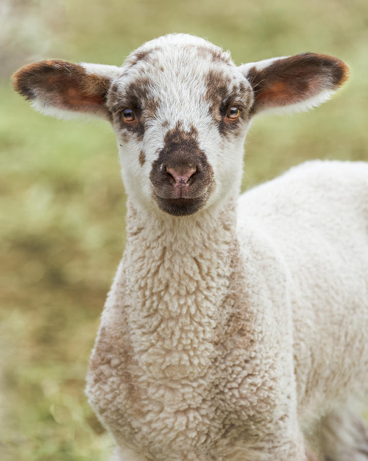 The Lovely Lamb Photograph by Yeates Photography