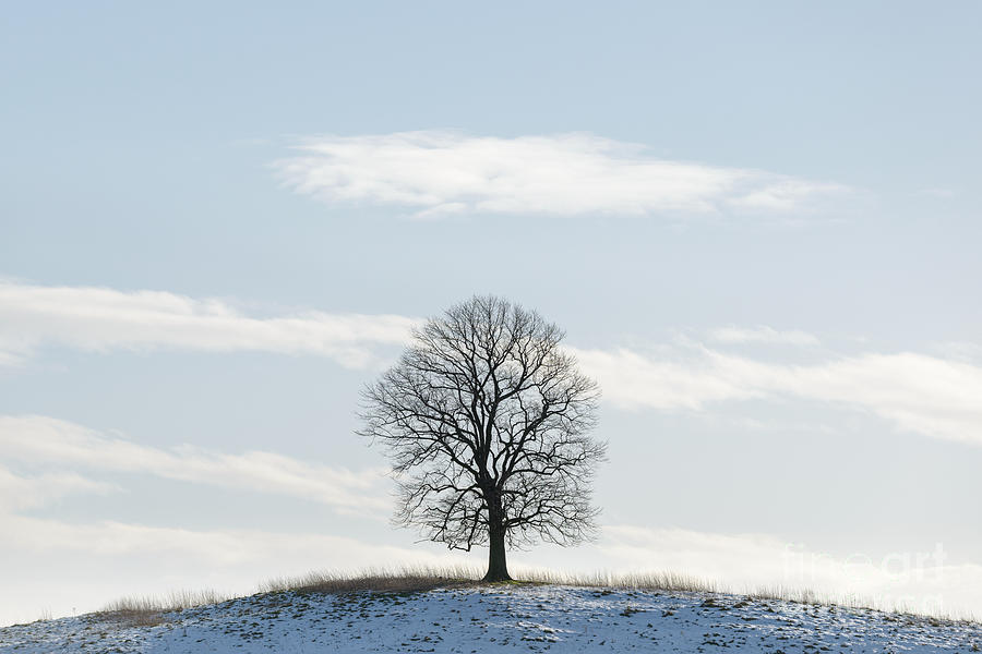 Winter Photograph - The Low tree by Richard Thomas