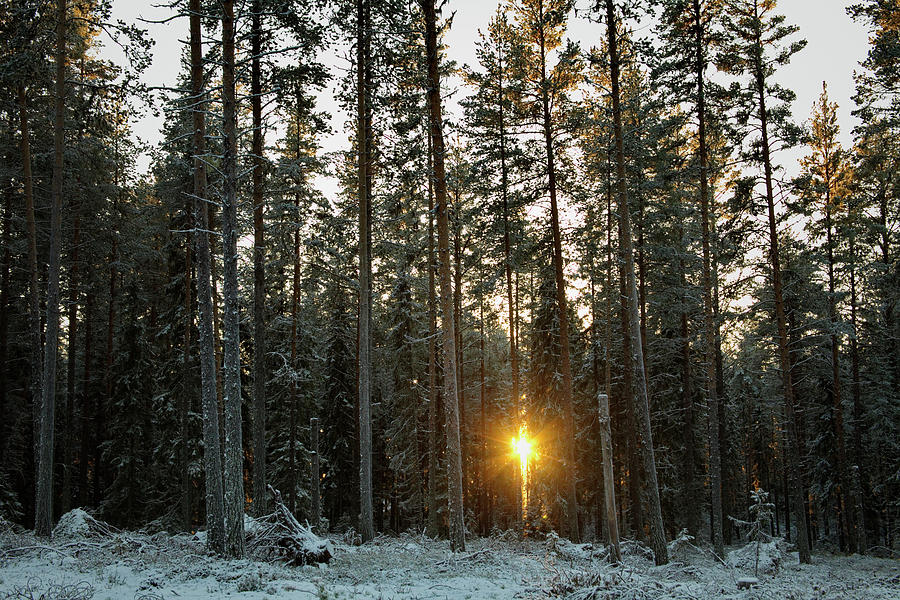 The Low Winter Sun Shines Through The Trees Of A Conifer Forest Photograph