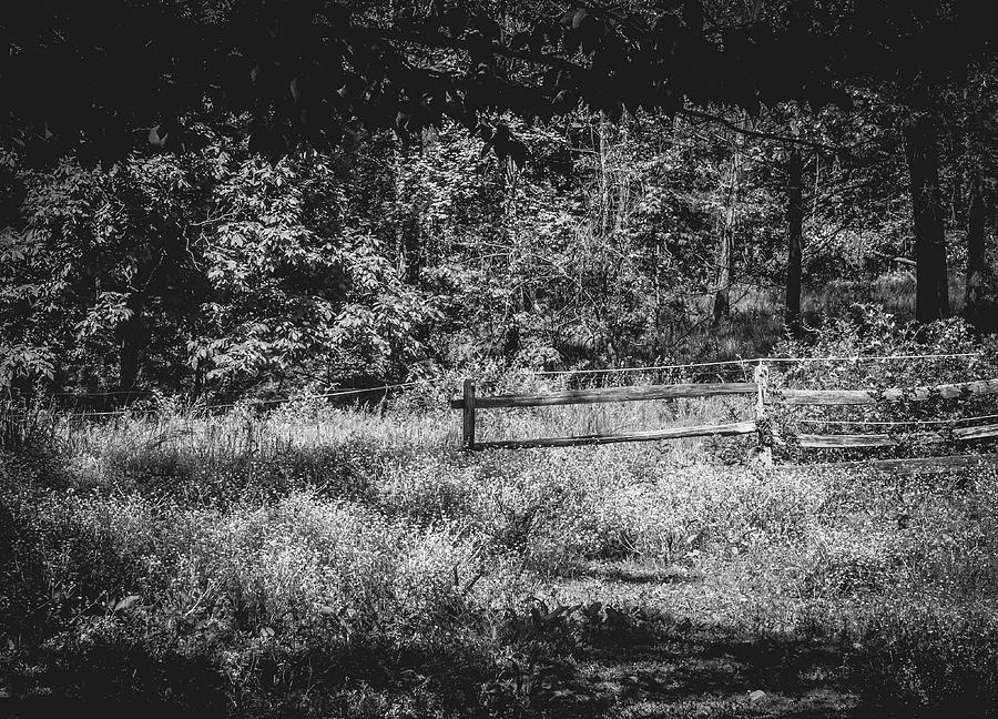The Lower Pasture in Black and White Photograph by Carol Senske