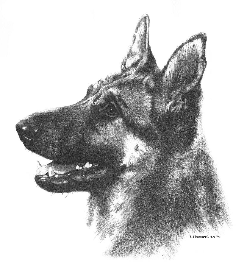 The Loyal Shepherd Drawing by Louise Howarth