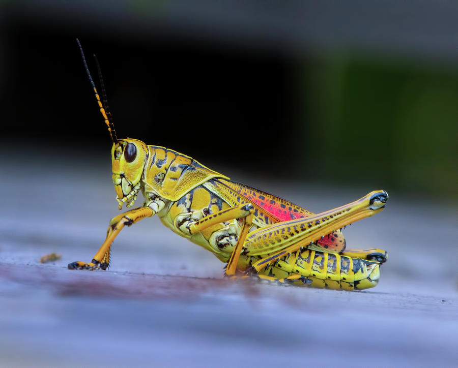 The Lubber Grasshopper Photograph by Mark Andrew Thomas