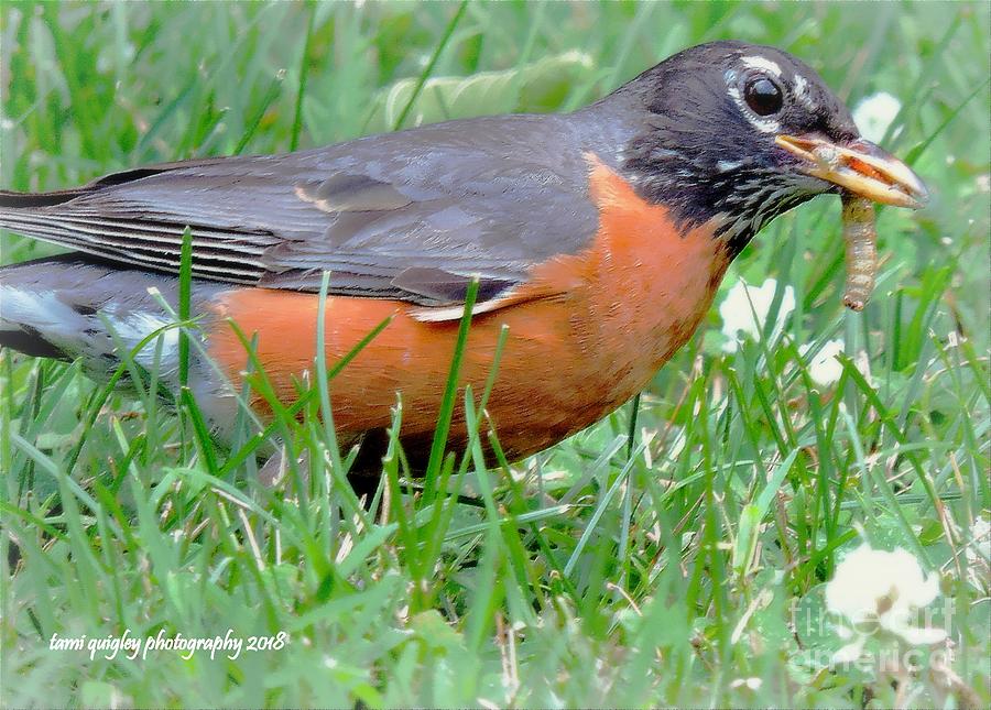 The Lucky Robin Photograph by Tami Quigley