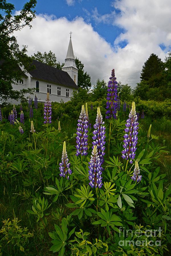 The Lupines and the Church Photograph by Steve Brown