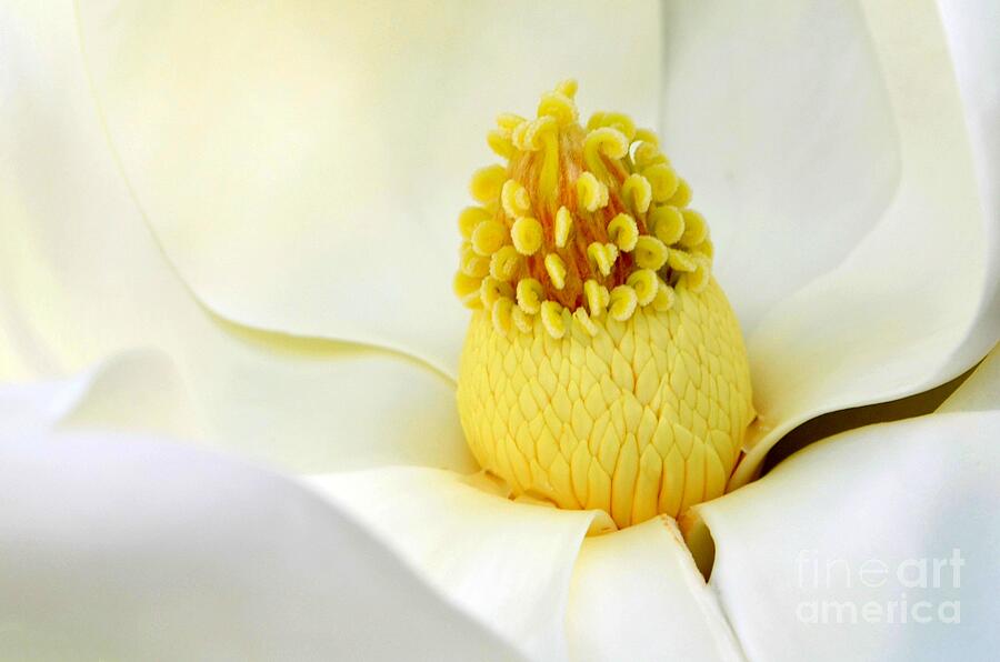 The Luscious Magnolia Photograph by Mary Deal