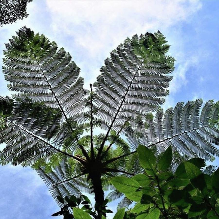 Nature Mixed Media - Large Queen Fern - Puerto Viejo, Costa by In My Click Photography