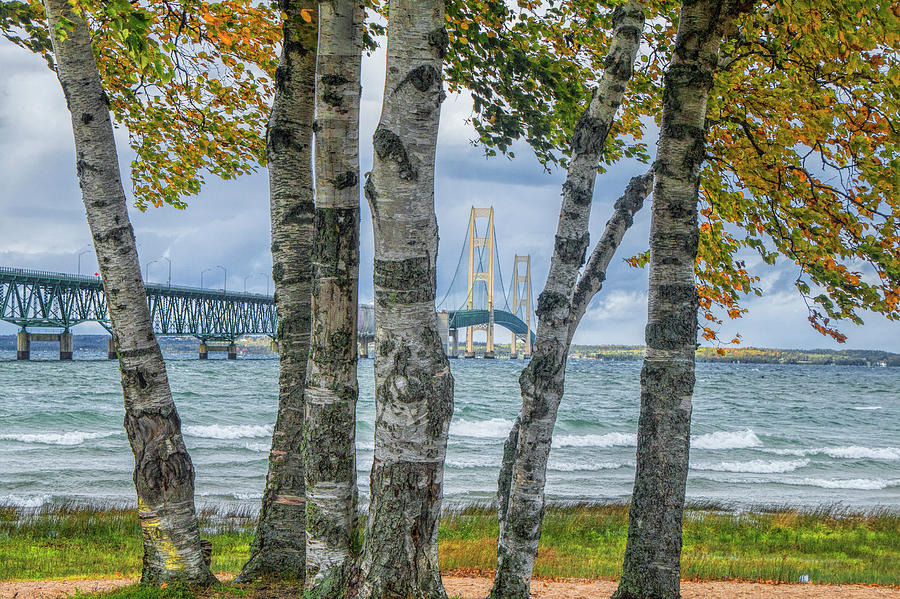The Mackinaw Bridge by the Straits of Mackinac in Autumn with Birch Trees Photograph by Randall Nyhof