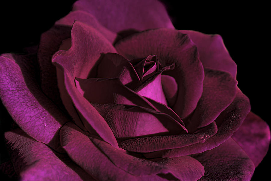 The Magenta Rose Flower Photograph by Jennie Marie Schell