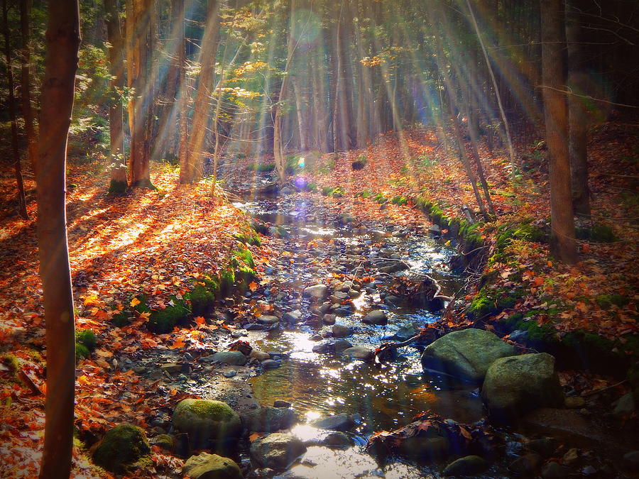 The Enchanted Forest Photograph - The Enchanted Forest by Karen Cook
