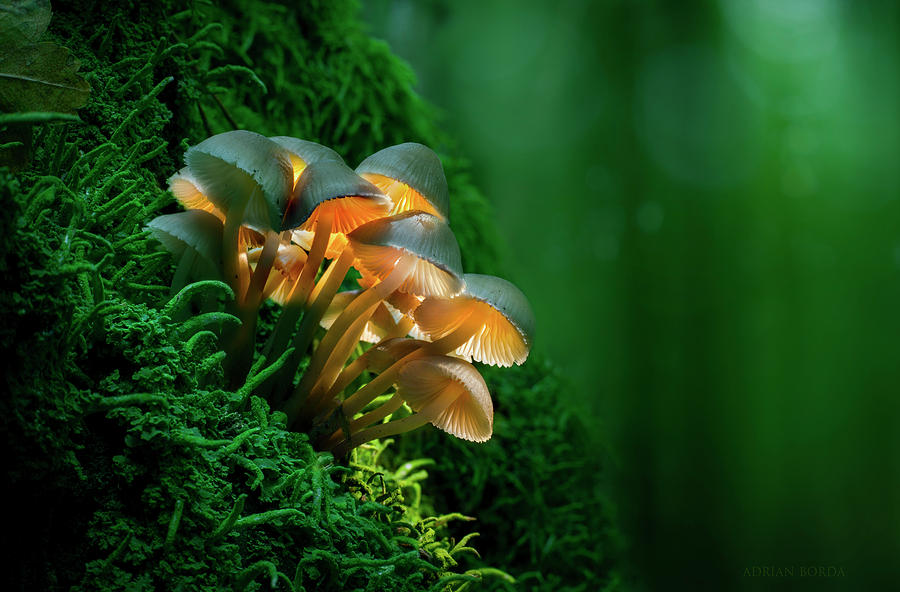 Mushroom Photograph - The Magic Lantern II by Adrian Borda