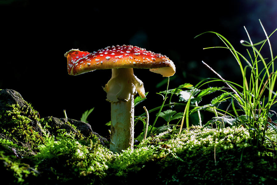 The magic mushroom Photograph by Mircea Costina Photography