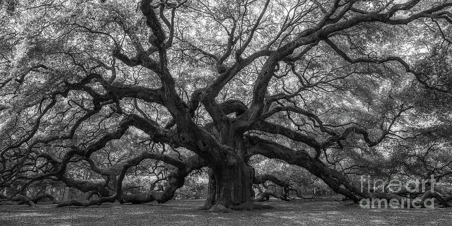 The Magical Angel Oak Tree Pano BW Photograph by Michael Ver Sprill