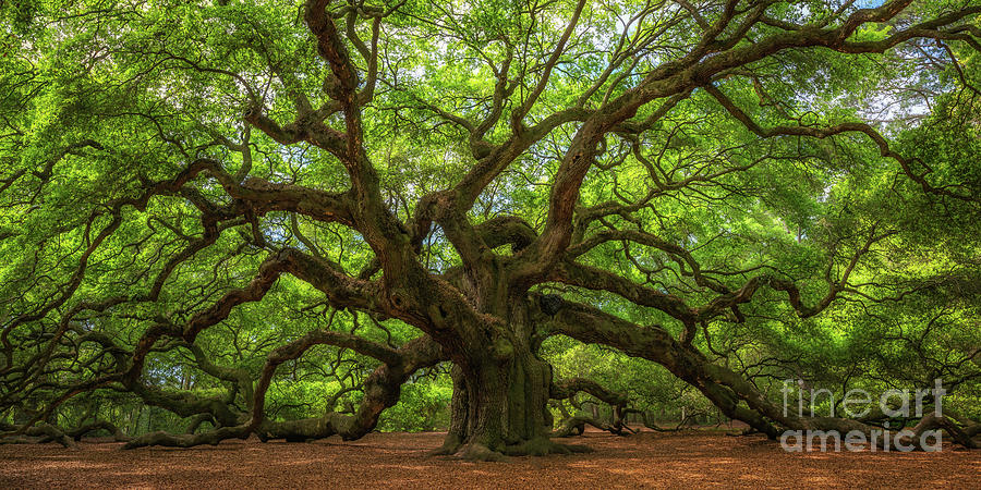 Landscape Photograph - The Magical Angel Oak Tree Panorama  by Michael Ver Sprill