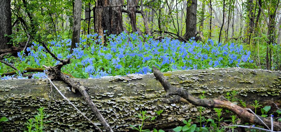 The Magical Blue Forest Photograph by Bonfire Photography