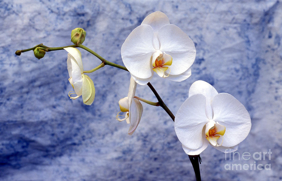 The Magical Orchid Photograph by Wernher Krutein